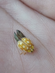 Halyzia sedecimguttata