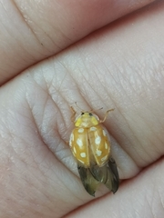 Halyzia sedecimguttata