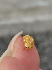 Halyzia sedecimguttata