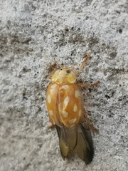 Halyzia sedecimguttata