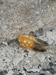 Halyzia sedecimguttata