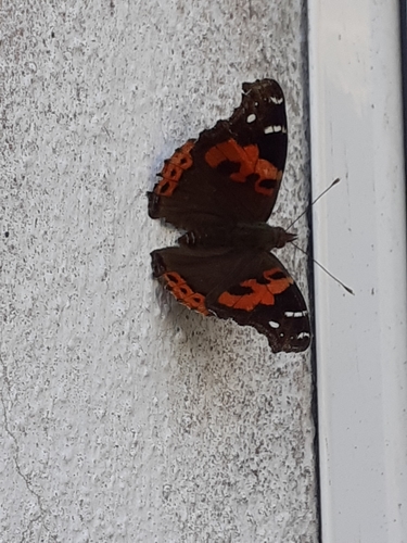 Canary Red Admiral photo 4