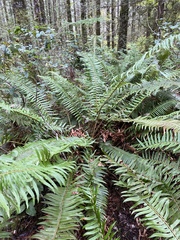 Polystichum munitum
