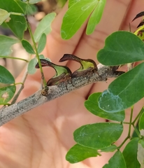 Umbonia crassicornis