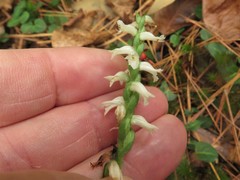 Spiranthes niklasii