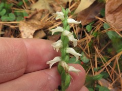 Spiranthes niklasii