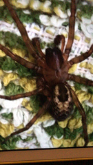 Amaurobius