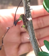 Umbonia crassicornis