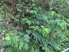 Senegalia schweinfurthii