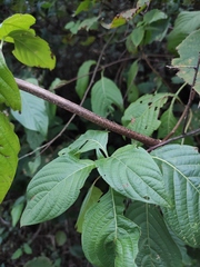 Mussaenda shikokiana