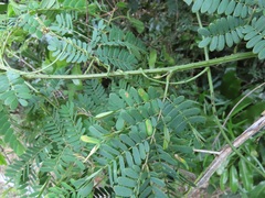 Senegalia schweinfurthii