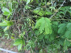 Senegalia schweinfurthii