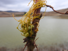 Cuscuta campestris