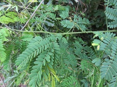 Senegalia schweinfurthii