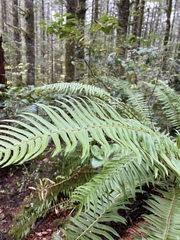 Polystichum munitum