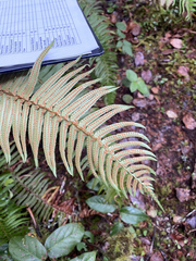 Polystichum munitum
