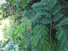 Senegalia schweinfurthii