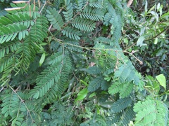 Senegalia schweinfurthii