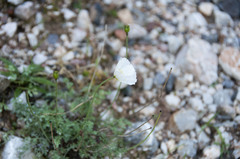 Papaver alpinum alpinum