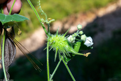 Echinopepon racemosus