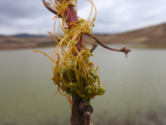 Cuscuta campestris
