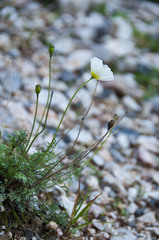 Papaver alpinum alpinum
