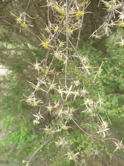 Clematis quadribracteolata
