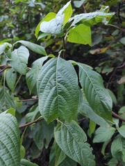 Mussaenda shikokiana