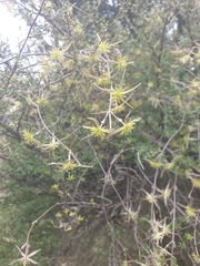 Clematis quadribracteolata