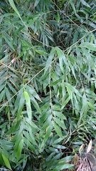 Guadua angustifolia