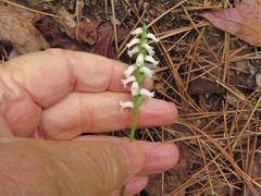 Spiranthes niklasii