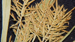 Cyperus esculentus leptostachyus