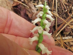 Spiranthes niklasii