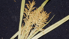 Cyperus esculentus leptostachyus
