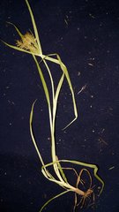 Cyperus esculentus leptostachyus