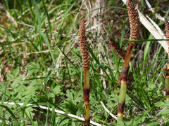 Equisetum telmateia telmateia