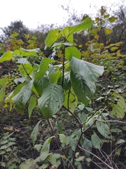 Mussaenda shikokiana