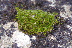 Ptychostomum torquescens