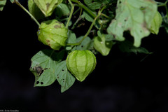 Physalis ampla