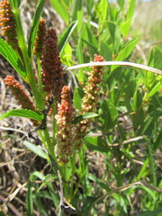 Acalypha caperonioides