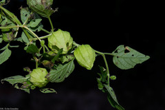 Physalis ampla
