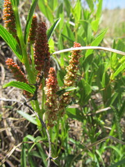 Acalypha caperonioides