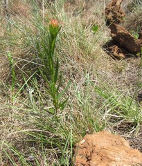 Acalypha caperonioides