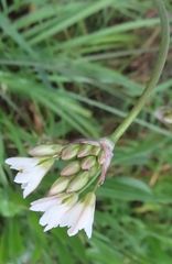 Allium triquetrum