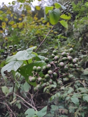 Mussaenda shikokiana