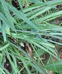Allium triquetrum