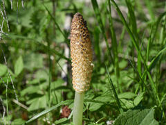 Equisetum telmateia telmateia