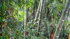 Guadua angustifolia