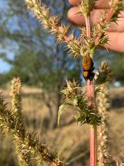 Phidippus apacheanus