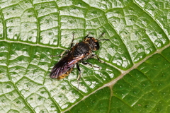 Parataruma